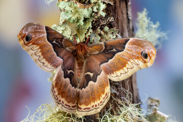 USA, Washington State, Sammamish. Female promethea silk moth on lichen covered branch