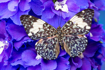 USA, Washington State, Sammamish. Tropical butterfly on delphinium flowers