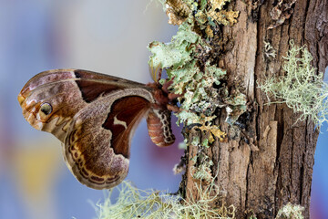 USA, Washington State, Sammamish. Female promethea silk moth on lichen covered branch