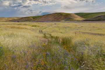 USA, Washington State, Palouse. Benge with rolling hills covered with flowering vetch.