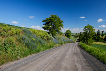 USA, Washington State, Palouse. Colfax Bachelor's Button along road