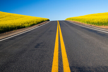 USA, Washington State, Palouse. Road running through canola field