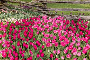 USA, Washington State, Mt. Vernon. Springtime display tulip garden Roozengaarde