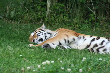 Sleeping tiger lying in the grass - Tigre dormant allongé dans l'herbe