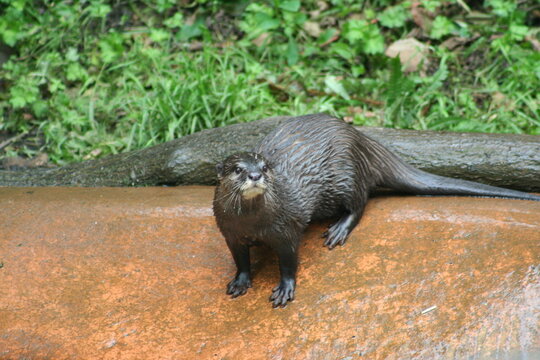 Otters on the alert in a zoo - Loutres sur le qui-vive dans un zoo