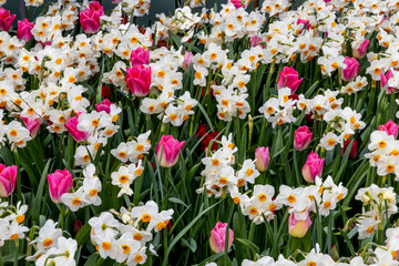 USA, Washington State, Mt. Vernon. Springtime display tulip garden Roozengaarde