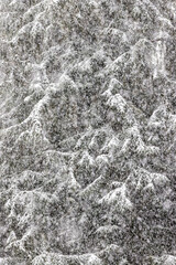 USA, Washington State, Sammamish. Fresh snow fall coming down heavy on evergreen trees