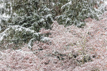 Fototapeta premium USA, Washington State, Sammamish. Fresh snow fall on Japanese maple and Douglas fir trees