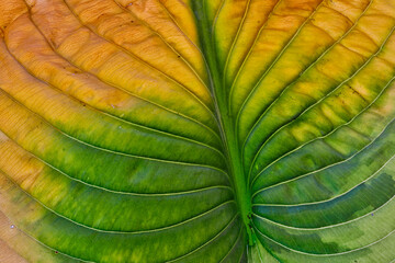 USA, Washington State, Sammamish. Backlighting on hosta leaf as it is turning golden in Autumn