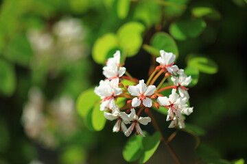 Bauhinia Lakhonensis or Acid Bauhinia 
.It is a climbing shrub observed on various lianas scaling the trees of the forest.the white corolla, from which red stamens.
THAILAND