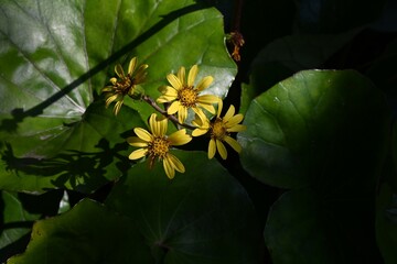 The pappus after flowering of Japanese silver leaf. Asteraceae evergreen perennial plants. The...