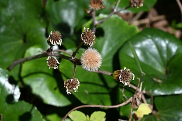 The pappus after flowering of Japanese silver leaf. Asteraceae evergreen perennial plants. The pappus appears after flowering. The young petioles are edible.