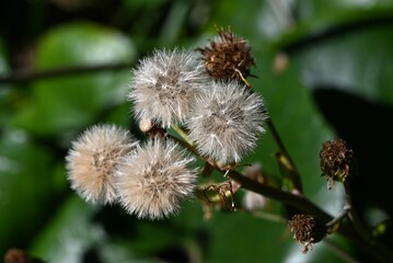 The pappus after flowering of Japanese silver leaf. Asteraceae evergreen perennial plants. The...