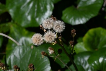 The pappus after flowering of Japanese silver leaf. Asteraceae evergreen perennial plants. The...