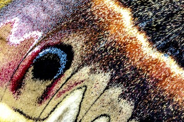 USA, Washington State, Sammamish. Close-up of Columbia silk moth wing detail and scales © Danita Delimont