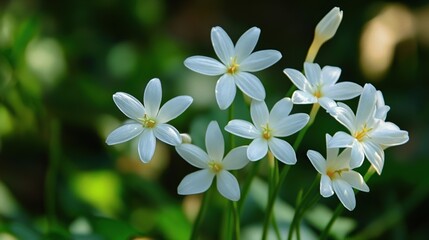 Fototapeta premium small white flowers blooming
