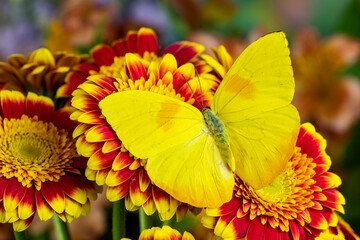 USA, Washington State, Sammamish. Sulfur butterfly on yellow and red gerber daisies