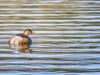 池を泳ぐカイツブリ