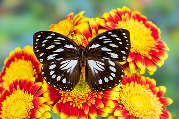 USA, Washington State, Sammamish. Forest queen butterfly on gerber daisy