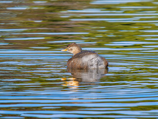 池を泳ぐカイツブリ