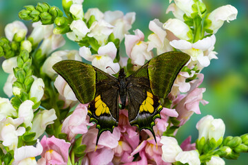 USA, Washington State, Sammamish. Emperor of India butterfly on flowering Pink and White snapdragon