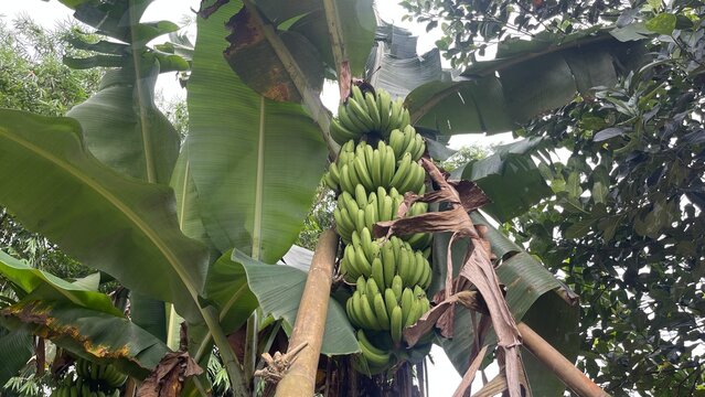 Natural Freshness, One Tundun Banana on the Tree - Powered by Adobe