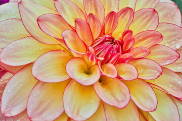 Obraz premium USA, Washington State, Sammamish. Dahlia flower close-up of petals
