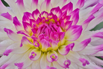 Obraz premium USA, Washington State, Sammamish. Dahlia flower close-up of petals