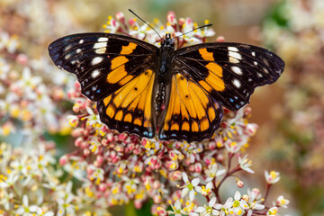 USA, Washington State, Sammamish. Tropical butterfly