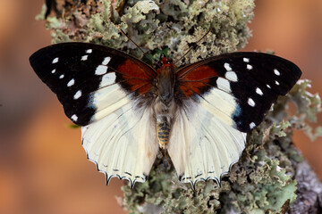 USA, Washington State, Sammamish. Tropical butterfly on lichen covered branch
