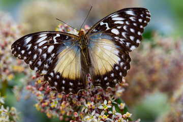 USA, Washington State, Sammamish. Tropical butterfly Cymothoe beckeri