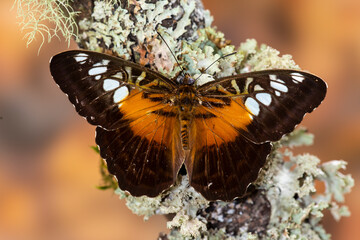 USA, Washington State, Sammamish. Tropical butterfly on lichen covered branch