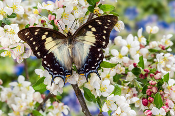 USA, Washington State, Sammamish. Tropical butterfly the Leafwing butterfly Polyura cognatus on flowering crabapple blooms,