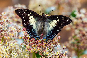 USA, Washington State, Sammamish. Tropical butterfly the Leafwing butterfly Polyura cognatus on flowering