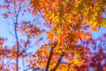 青空バックに見上げるカラフルなモミジの紅葉情景