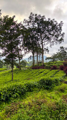 Beautiful pattern of bright, green tea garden on the hill