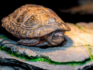 日光浴するキボシイシガメ