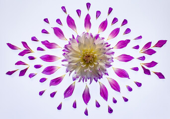 Obraz premium USA, Washington State, Sammamish. Dahlia and petals in circular design on a light table