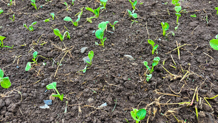 Plant tree in neutral background Close-Up Of Fresh Green Plant
