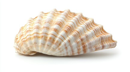 Obraz premium Close-up of a single, cream-colored seashell with brown stripes, isolated on white background.