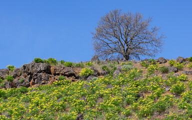 Obraz premium USA, Washington State, Klickitat. Balsamroot in yellow blooming along hillside in spring with lone Oak tree