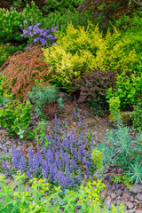 USA, Washington State, Sammamish. Front yard garden in springtime color with deer resistant plants