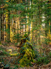 Abholzung im Mischwald