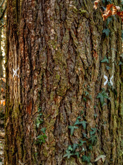 Zur Fällung markierte Bäume im Mischwald
