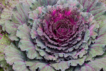 USA, Washington State, Sammamish. Ornamental kale cabbage