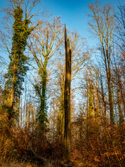 Fototapeta premium Mischwald im Winter