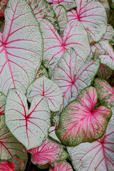 USA, Washington State, Sammamish. Tropical caladium leafed plants on deck in mass plantings