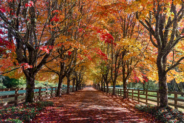 USA, Washington State, North Bend. Fall color on maple tree lined driveway