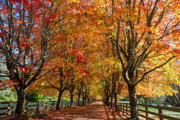 Naklejka premium USA, Washington State, North Bend. Fall color on maple tree lined driveway
