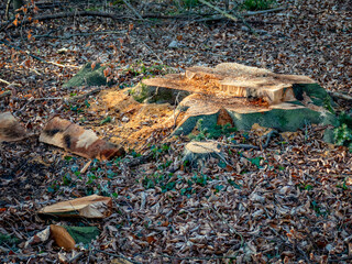 Abholzung im Mischwald